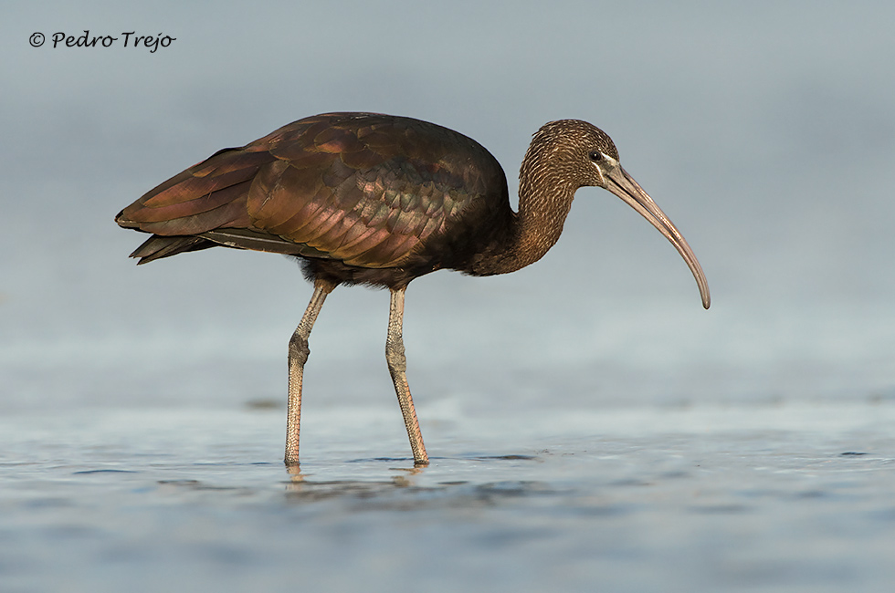 Morito (Plegadis falcinellus)